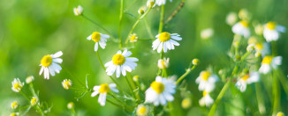Snažne dobrobiti blage kamilice