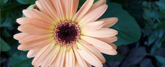 7 biljaka koje morate imati u kući