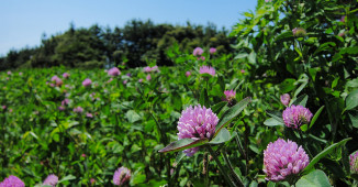Detelina i njeno “sretno” i zdravo lišće