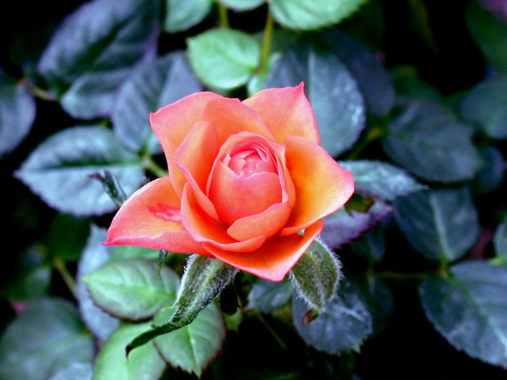 flower_-_Wild_rose