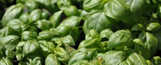 Tonik od bosiljka protiv akni