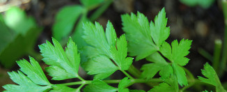 Očistite bubrege na najjednostavniji način