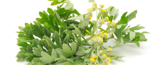 Pelinom protiv štetnih organizama