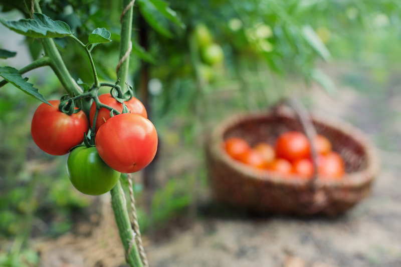 http://www.dreamstime.com/royalty-free-stock-photos-red-organic-tomato-plant-fruit-outdoors-image33397578