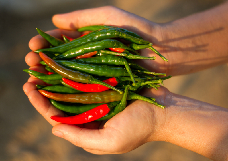 http://www.dreamstime.com/stock-images-chili-pepper-image37698744