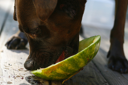 pas jede lubenicu
