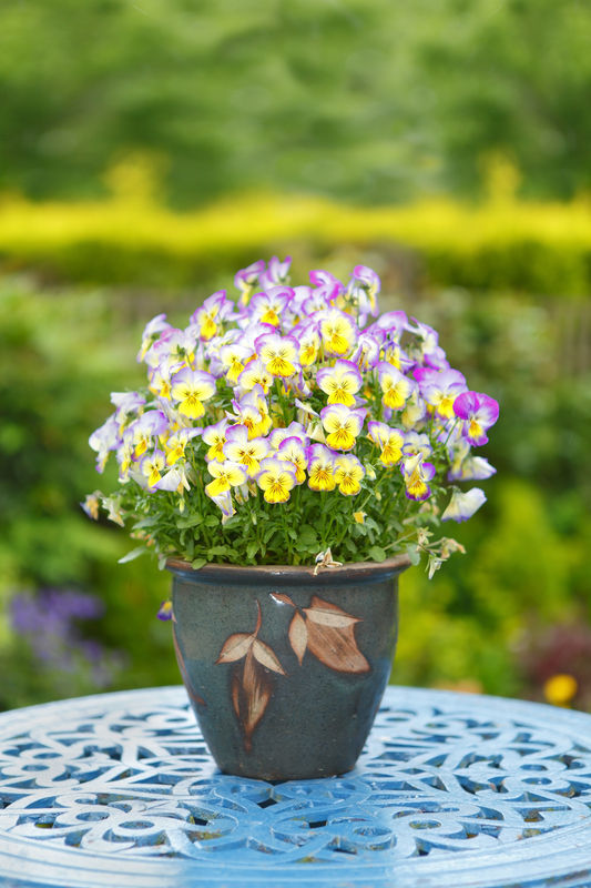 http://www.dreamstime.com/royalty-free-stock-photo-colorful-flowers-pot-pansies-pink-yellow-image31645905