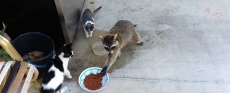 Rakun koji krade mačiju hranu