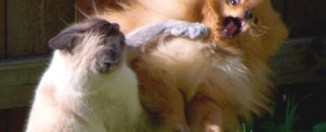 Mačke u epizodi – šamaraj psa