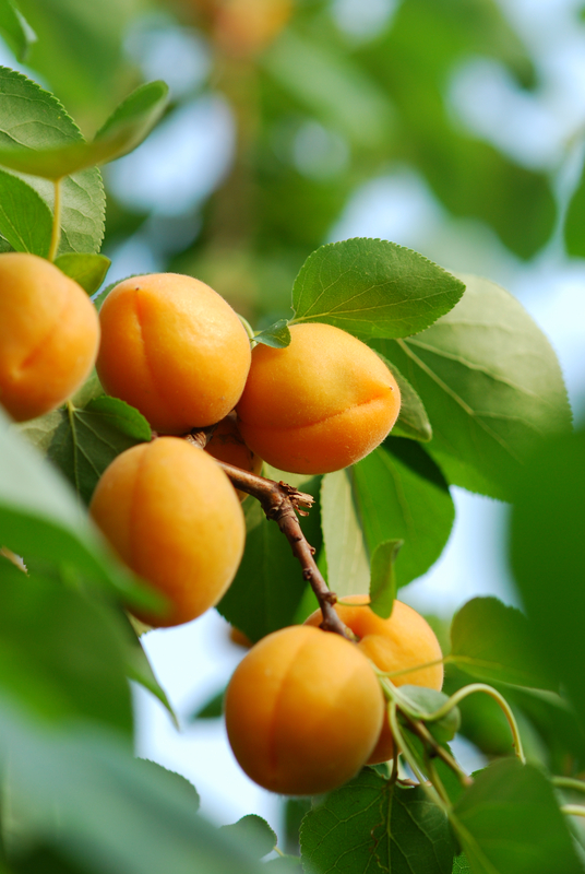 http://www.dreamstime.com/stock-images-apricot-image14775564