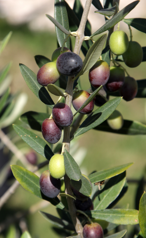 http://www.dreamstime.com/royalty-free-stock-photo-olives-tree-image23203895