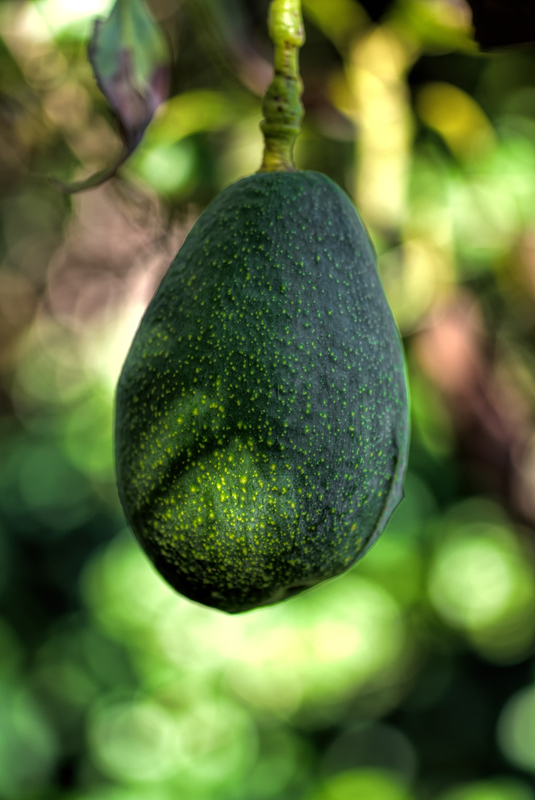 http://www.dreamstime.com/royalty-free-stock-image-avocado-tree-big-green-ready-to-be-picked-image36983296