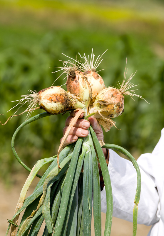 http://www.dreamstime.com/stock-photo-onion-agronomists-hand-male-white-coat-holding-spring-ground-image41873770