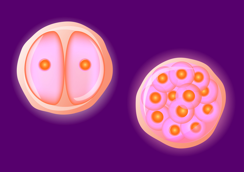jajne ćelije