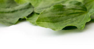 Spas za kašalj dolazi iz lista bokvice