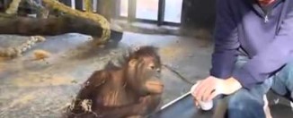 Orangutanu je smešno