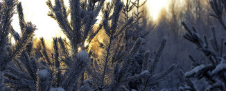 Unesite proleće u dom tokom zimskih dana