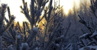 Unesite proleće u dom tokom zimskih dana