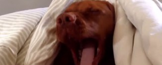 Pas koji ne voli jutra