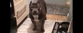 Pas koji zna da “kaže” da i ne