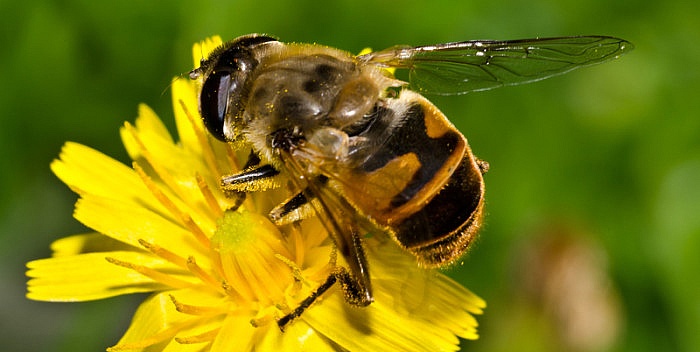 pčele liječenje artritisa)
