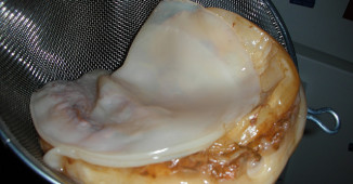 Kombuha – gljiva dugovečnosti