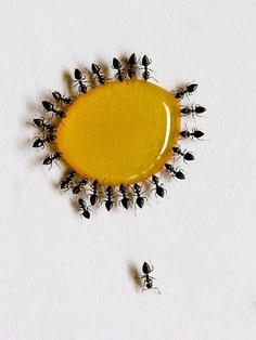 kako da oterate mrave