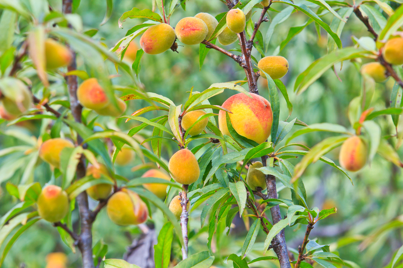http://www.dreamstime.com/stock-image-peaches-tree-ripe-its-waiting-harvest-image32082121