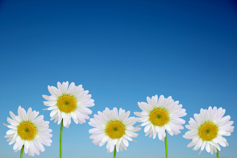 http://www.dreamstime.com/royalty-free-stock-image-chamomile-flowers-closeup-against-clear-blue-sky-image36790186