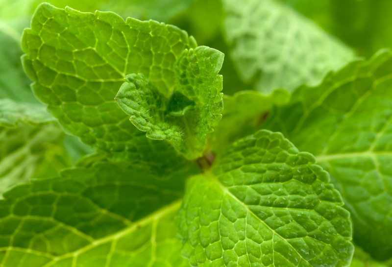 http://www.dreamstime.com/royalty-free-stock-image-fresh-mint-leaves-image4487506