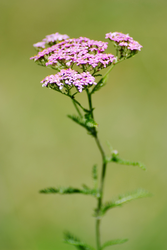 http://www.dreamstime.com/royalty-free-stock-photography-common-valerian-image15602147