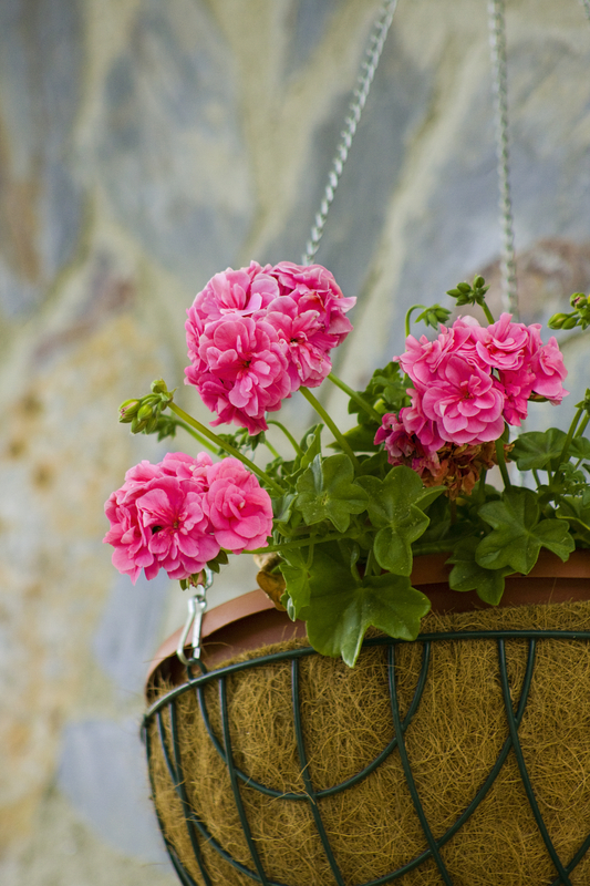 http://www.dreamstime.com/stock-photography-flower-pot-image9538082