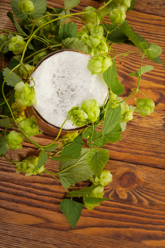 http://www.dreamstime.com/royalty-free-stock-image-pint-hop-plant-image28701296
