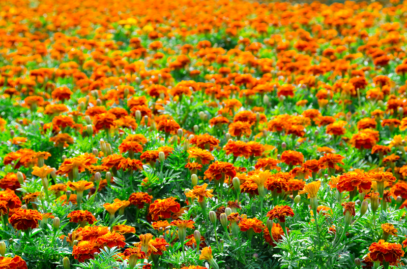 http://www.dreamstime.com/stock-photography-marigold-field-image26649492