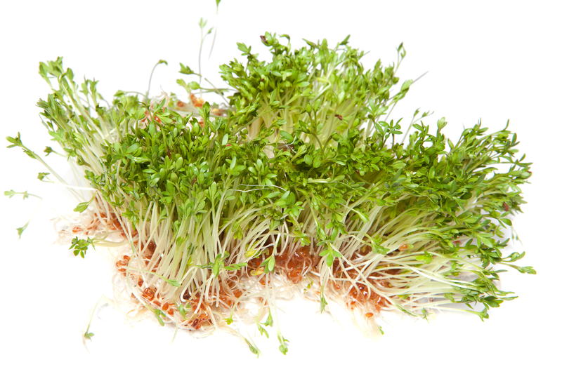 http://www.dreamstime.com/royalty-free-stock-photography-healthy-sprouts-image19492877