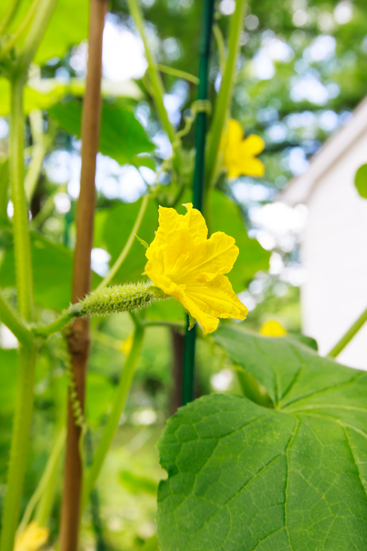 http://www.dreamstime.com/royalty-free-stock-photo-young-cucumber-flowers-garden-house-image31783885