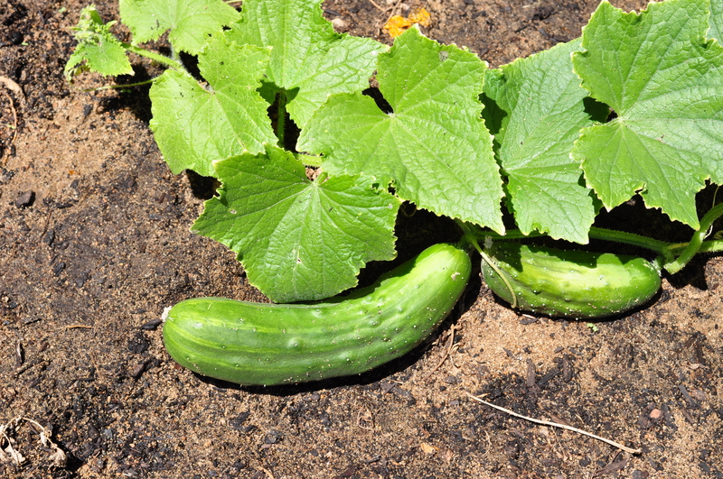 http://www.dreamstime.com/royalty-free-stock-photo-cucumber-vegetable-garden-cucumbers-growing-image37727595