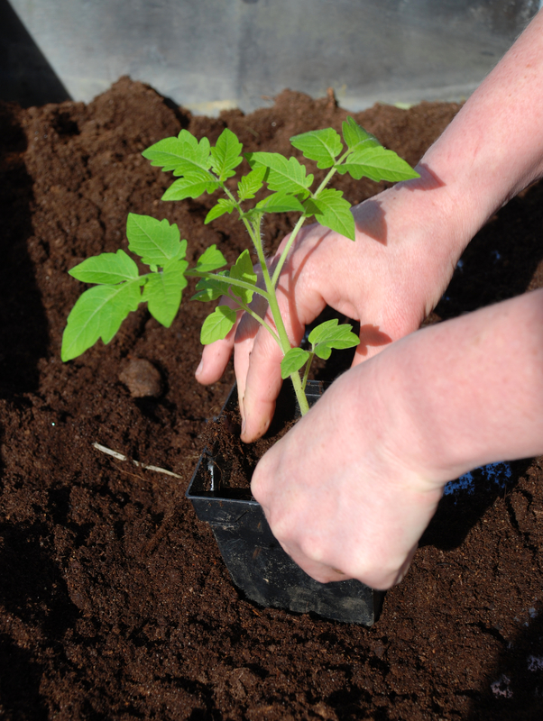 http://www.dreamstime.com/royalty-free-stock-photos-tomato-planting-image7780678