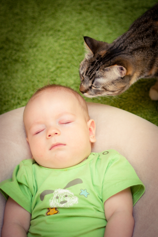 http://www.dreamstime.com/royalty-free-stock-photos-baby-cat-image20994488