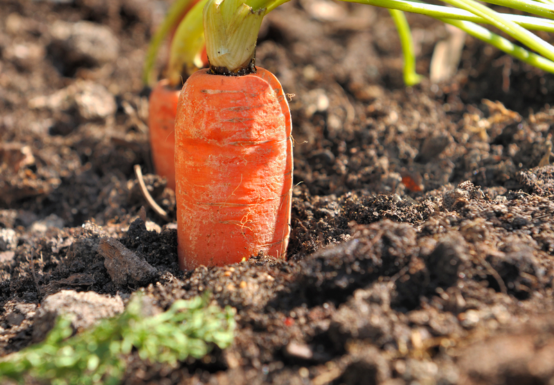 http://www.dreamstime.com/royalty-free-stock-photo-closeup-ripe-carrot-vegetable-garden-soil-image30192995