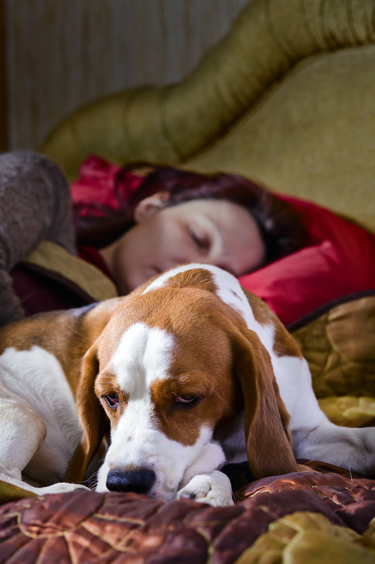 http://www.dreamstime.com/royalty-free-stock-photos-sleeping-woman-its-dog-bedroom-image33340558