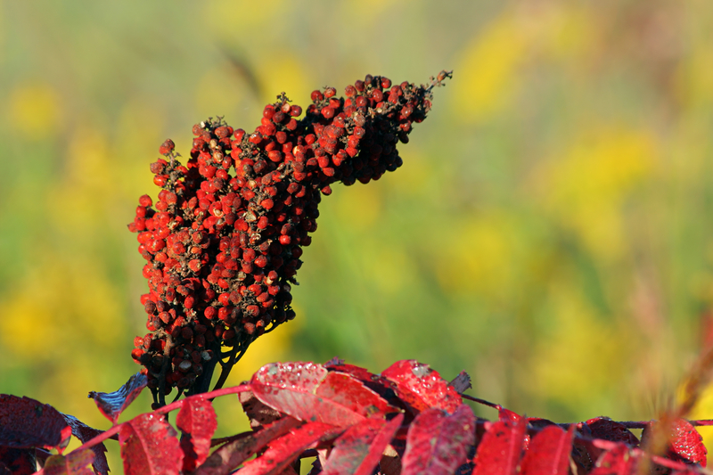 http://www.dreamstime.com/royalty-free-stock-images-sumac-seeds-image1303709
