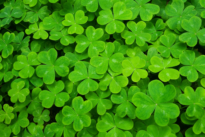 http://www.dreamstime.com/stock-photography-carpet-clover-image5851722