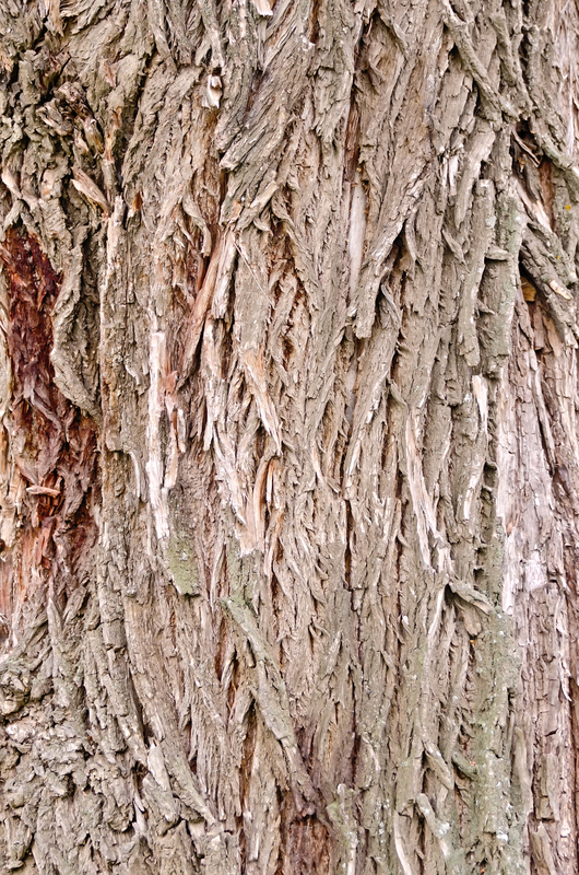 http://www.dreamstime.com/royalty-free-stock-image-bark-old-willow-texture-image34827356