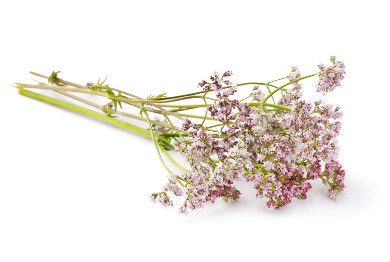 http://www.dreamstime.com/royalty-free-stock-photos-valerian-herb-flower-sprigs-white-background-image43036948